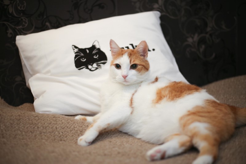 Tyynynpäällinen Nuku